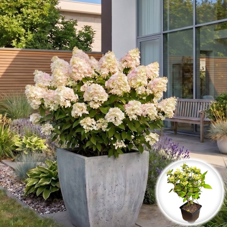 Hortensia - hydrangea-paniculata-polestar-hortensie-pitica-pepiniera-sibiu