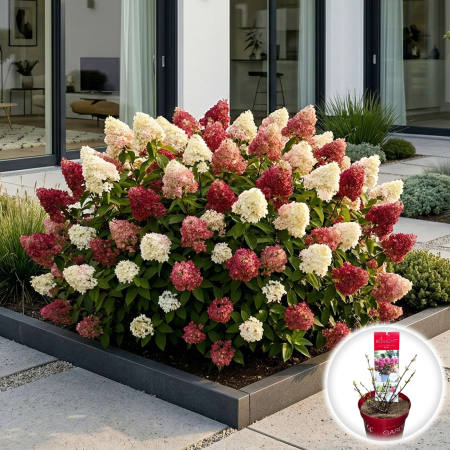 Hortensia - hydrangea-paniculata-redlight-hortensie-flori-rosii-pepiniera-sibiu