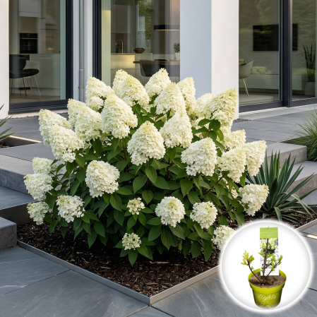 Hortensia - hydrangea-paniculata-whitelight-hortensie-pitica-alba-pepiniera-sibiu