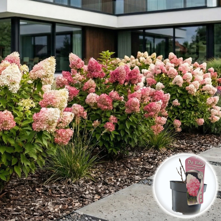 Hortensia - Hortensie paniculata Pink and Rose floare roz gradina ghiveci Pepiniera Sibiu