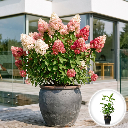 Hortensia - hydrangea-paniculata-sundae-fraise-hortensie-paniculata-roz-pepiniera-sibiu