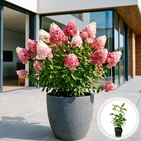 Hortensia - hydrangea-paniculata-vanille-fraise-hortensie-paniculata-pepiniera-sibiu