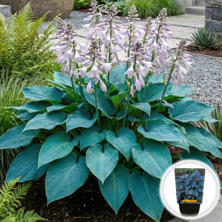 Hosta - hosta-tardiana-halcyon-albastra-inradacinata-pepiniera-sibiu