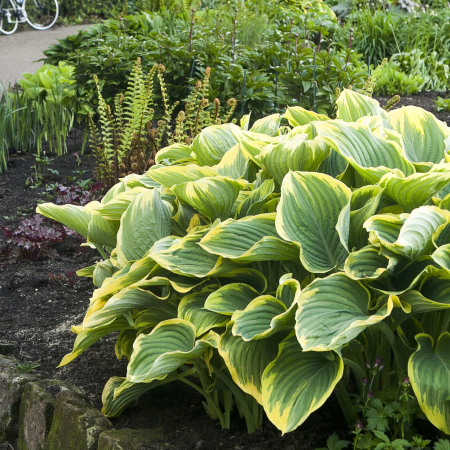 Plante Decorative - Hosta Frances Williams Siaboldiana - 2L