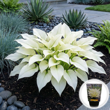 Hosta - hosta-white-feather-alba-ghiveci-planta-umbra-pepiniera-sibiu
