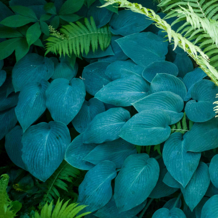 Hosta Haleyon Tardiana - 2L [1]