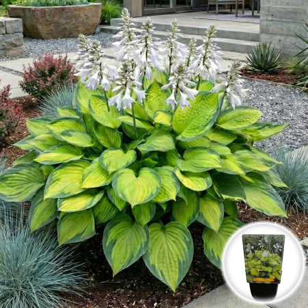 Hosta - hosta-guacamole-inradacinata-parfumata-pepiniera-sibiu