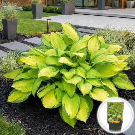 Hosta - hosta-gold-standard-crin-toamna-frunze-aurii-pepiniera-sibiu