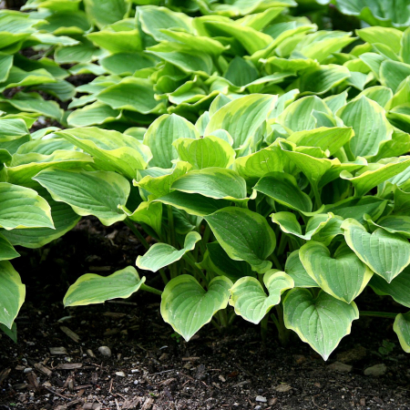 Plante Decorative - HOSTA Golden Tiara (2L)