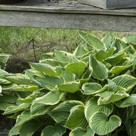 Plante Decorative - Hosta Aureomarginata Fortunei - 2L