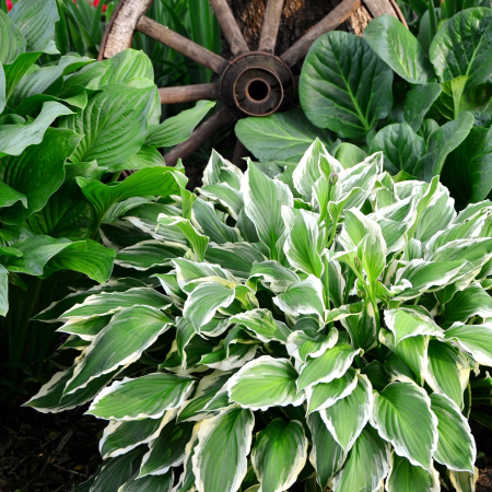 Plante Decorative - Hosta Patriot Fortunei - 2L