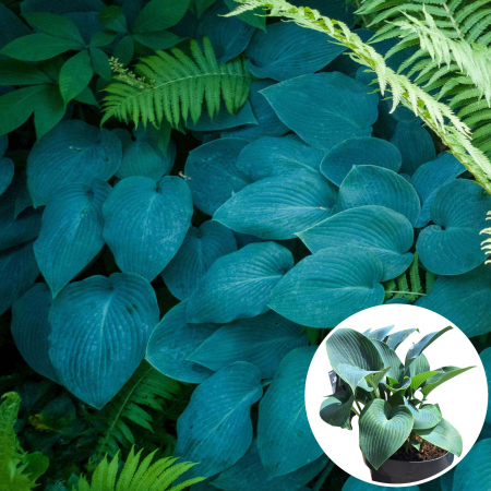 Plante Decorative - Hosta Haleyon Tardiana - 2L