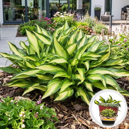 Hosta - hosta-lakeside-little-tuft-crin-de-toamna-cod-pepiniera-sibiu