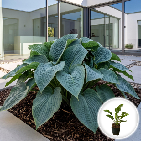 Hosta - hosta-marmalade-on-toast-crin-de-toamna-umbra-pepiniera-sibiu