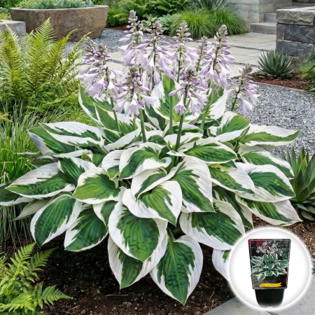 Hosta - hosta-patriot-inradacinata-frunze-variegate-pepiniera-sibiu