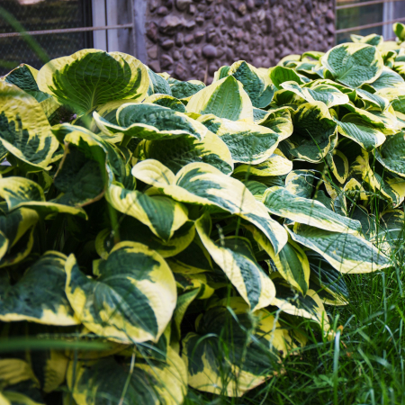 Hosta Wide Brim - 2L [1]