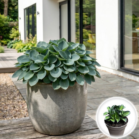 Hosta - hosta-pitica-crin-de-toamna-umbra-pepiniera-sibiu