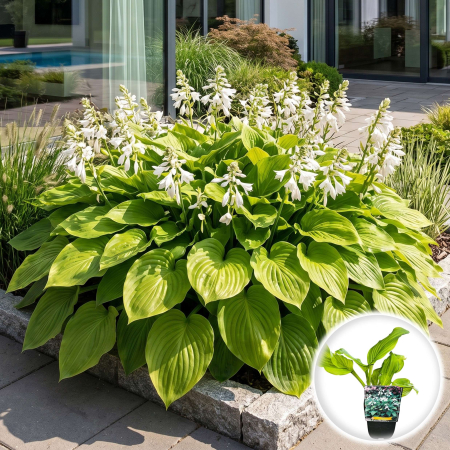 Hosta - hosta-royal-standard-crin-de-toamna-ghiveci-pepiniera-sibiu