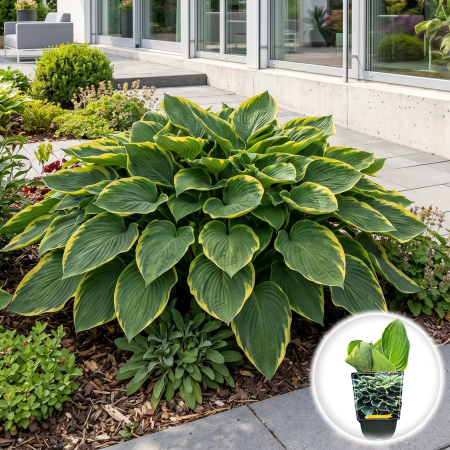 Hosta - hosta-fortunei-aureomarginata-crin-de-toamna-umbra-pepiniera-sibiu