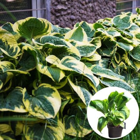 Hosta - Hosta Wide Brim - 2L