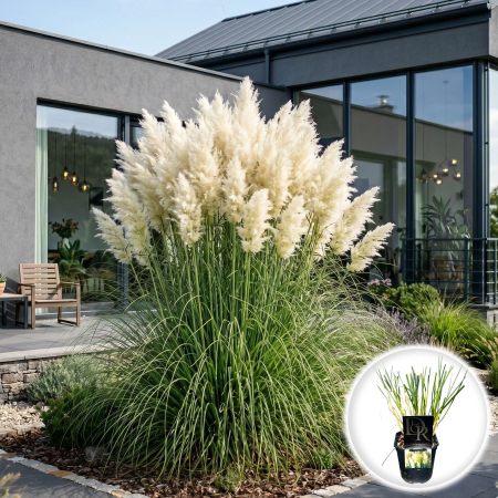 Iarba Decorativa - cortaderia-selloana-white-iarba-pampas-alba-pepiniera-sibiu