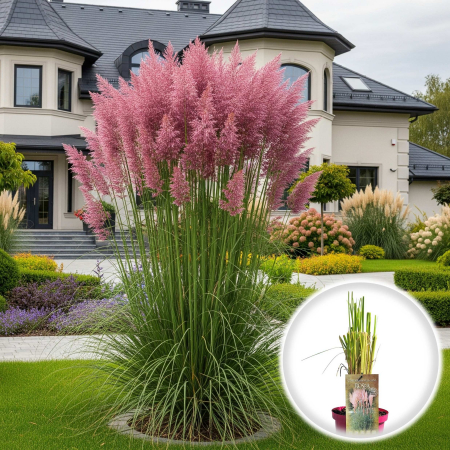 Iarba Decorativa - iarba de Pampas Roz - 40cm
