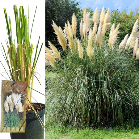 Plante Decorative Iarba de Pampas