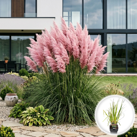 Iarba Decorativa - cortaderia-selloana-pink-iarba-pampas-roz-pepiniera-sibiu