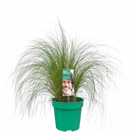 Stipa - Coada de Ponei 40cm+ [1]
