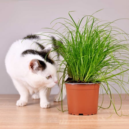 Iarba Decorativa - Cyperus - Iarba Pisicii