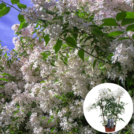 Iasomie - Jasminum Polyanthum - 45cm+ [1]