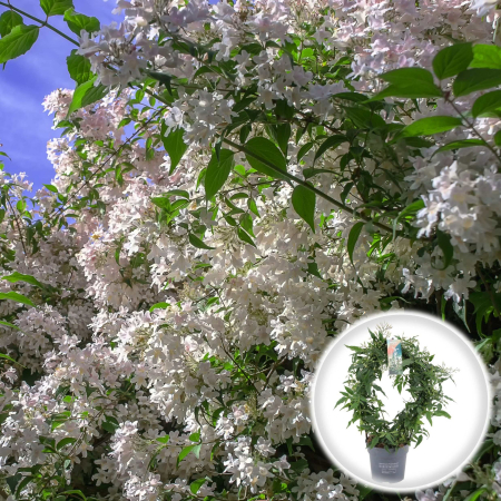Plante Decorative - Iasomie - Jasminum Polyanthum - 45cm+