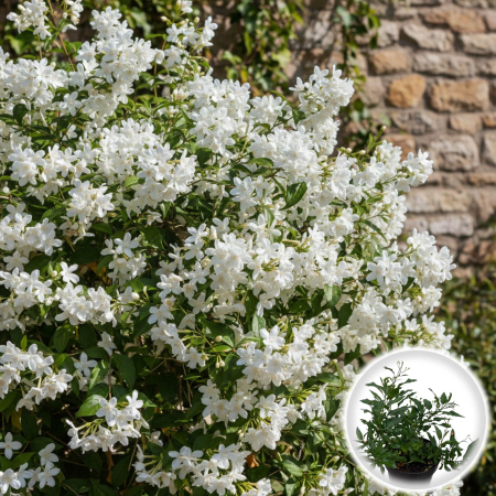 Flori Gradina si Balcon - Iasomie Jasminum Polyanthum White forma tufa 30cm Pepiniera Sibiu