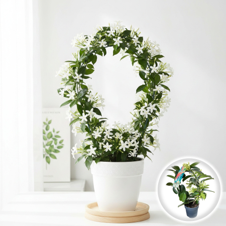 Flori Gradina si Balcon - Stephanotis floribunda Iasomie de Madagascar Arcada cu Muguri Pepiniera Sibiu