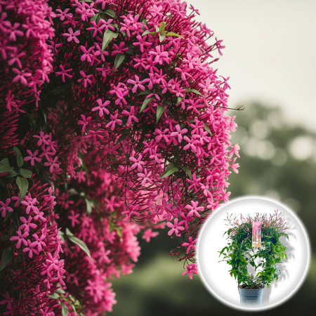 Plante Decorative - Iasomie Roz - Jasminum Polyanthum (45cm+)