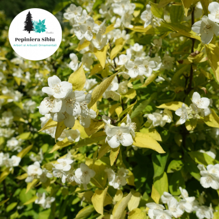 Plante Decorative - Iasomie, Lamaita Aurie - 40-80cm (5L)