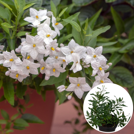 Plante Decorative - Solanum Jasminoides - 30cm