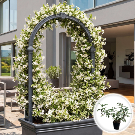 Iasomie de Exterior - trachelospermum-jasminoides-alba-variegatum-iasomie-cataratoare-pepiniera-sibiu