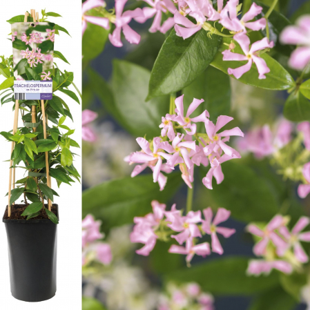 Plante Decorative - Iasomie Stelata - Roz - 75cm+