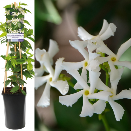 Plante Decorative - Iasomie Stelata - Alba - 75cm+