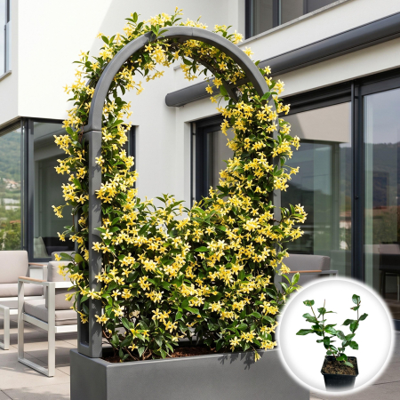 Iasomie de Exterior - trachelospermum-jasminoides-galbena-iasomie-stelata-pepiniera-sibiu