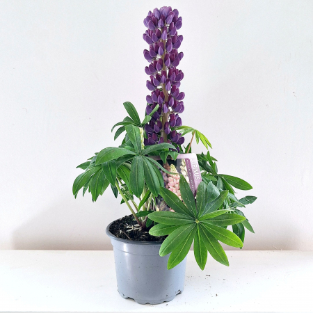 Plante Decorative - Lupinus Albastru - 50cm