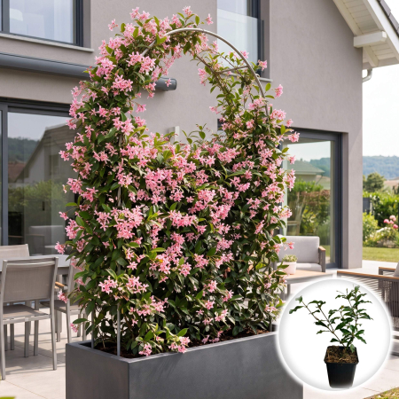 Iasomie de Exterior - trachelospermum-jasminoides-iasomie-stelata-roz-pepiniera-sibiu