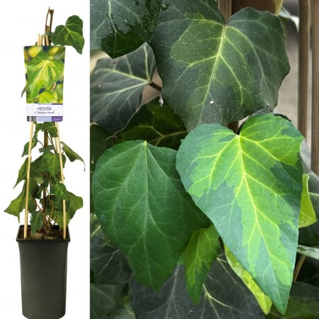 Iedera - Iedera c. 'Sulphur Heart' - 75cm