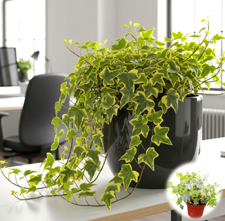Iedera - Iedera - Galben/Verde 20-30cm (2L)