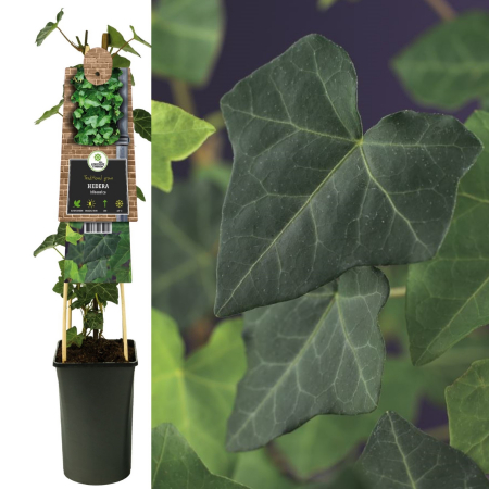 Iedera - Iedera - Hibernica 75cm (2L)