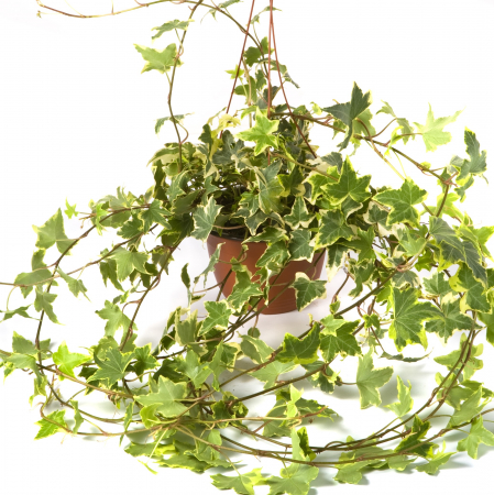 Iedera - Galben/Verde 20-30cm (2L) [3]