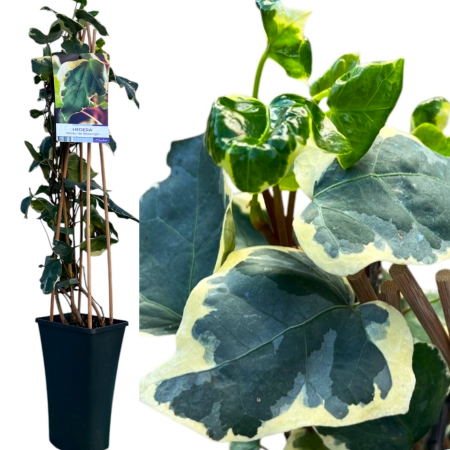 Iedera - Iedera 'Gloire de Marengo' - 75cm