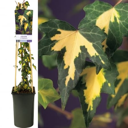 Iedera - Iedera Gold-Heart 75cm (2L)