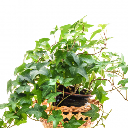 Iedera - Verde 20-30cm (2L) [1]